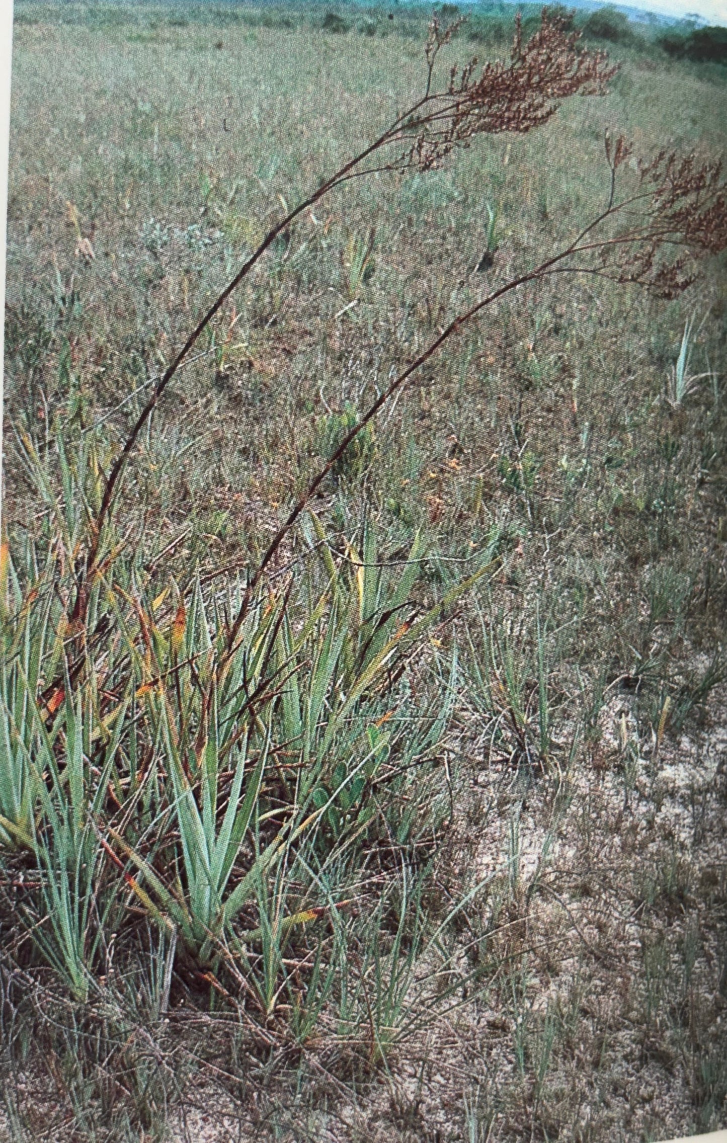 Brocchinia steyermarkii