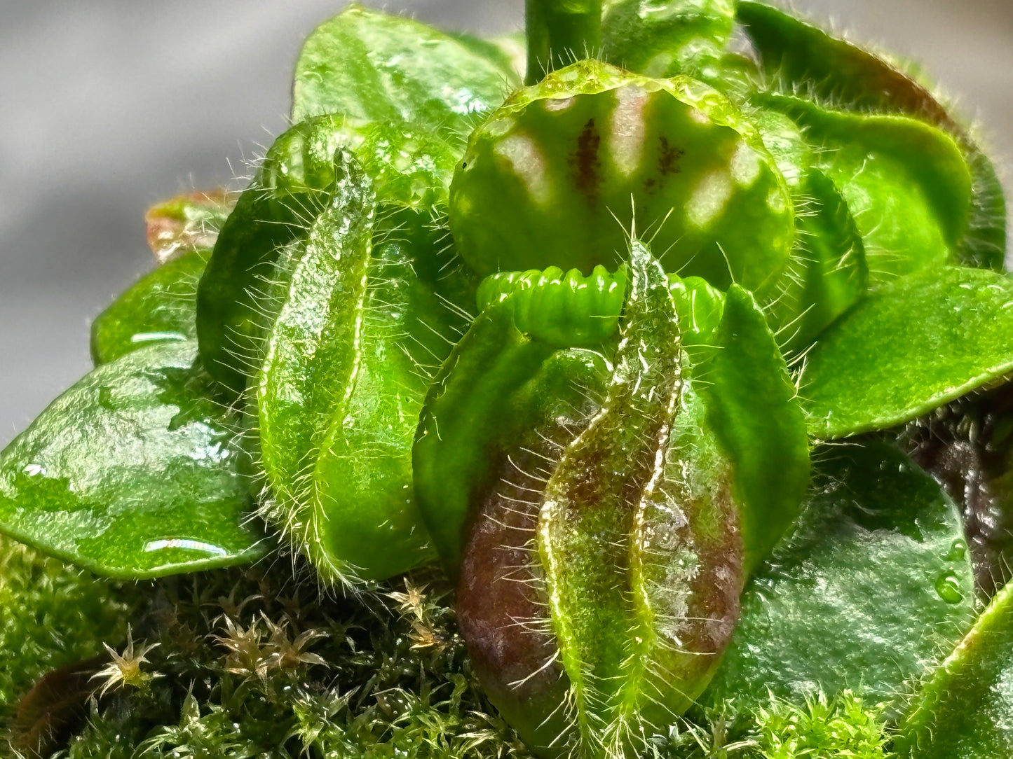 Cephalotus follicularis