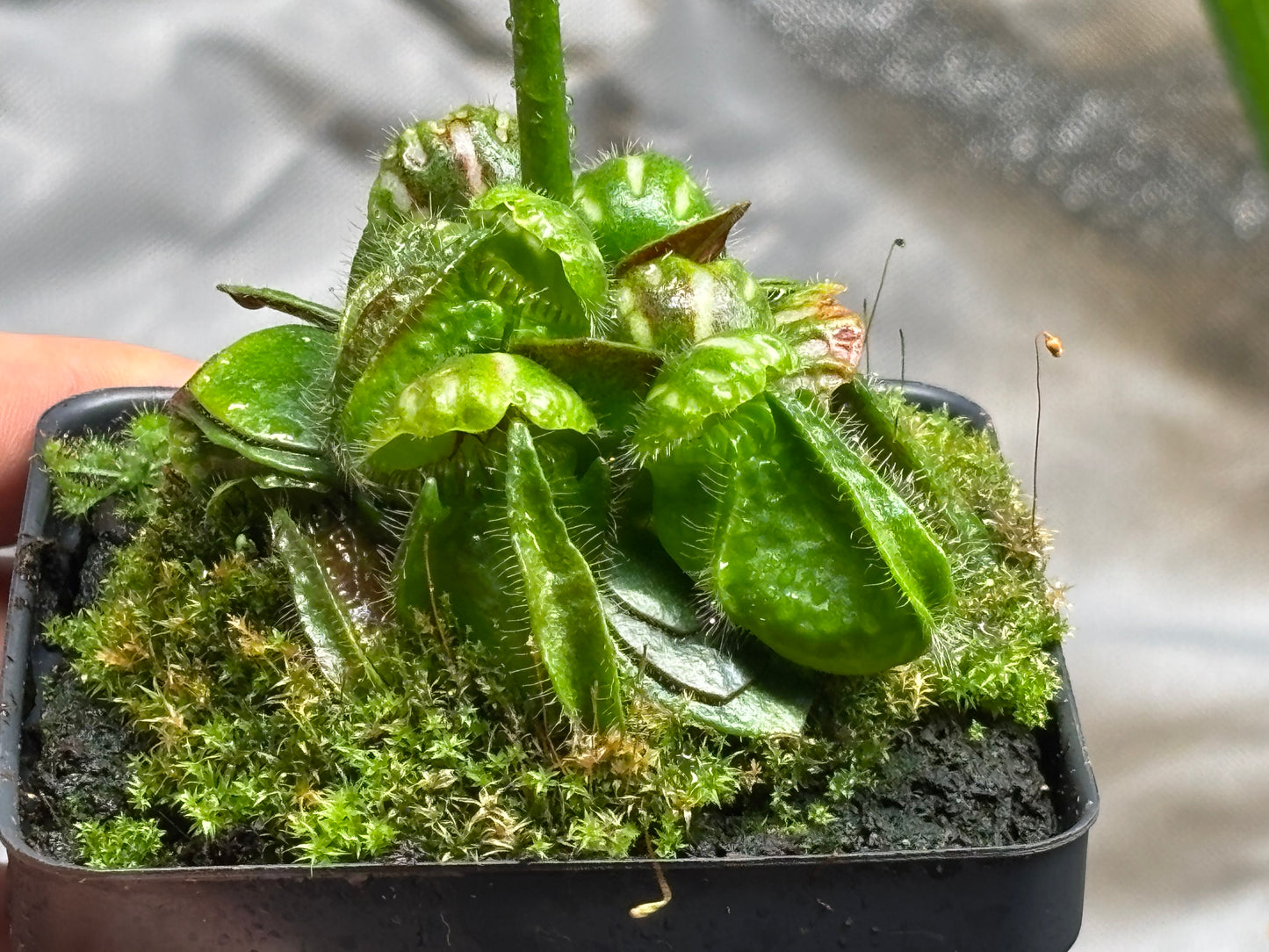 Cephalotus follicularis