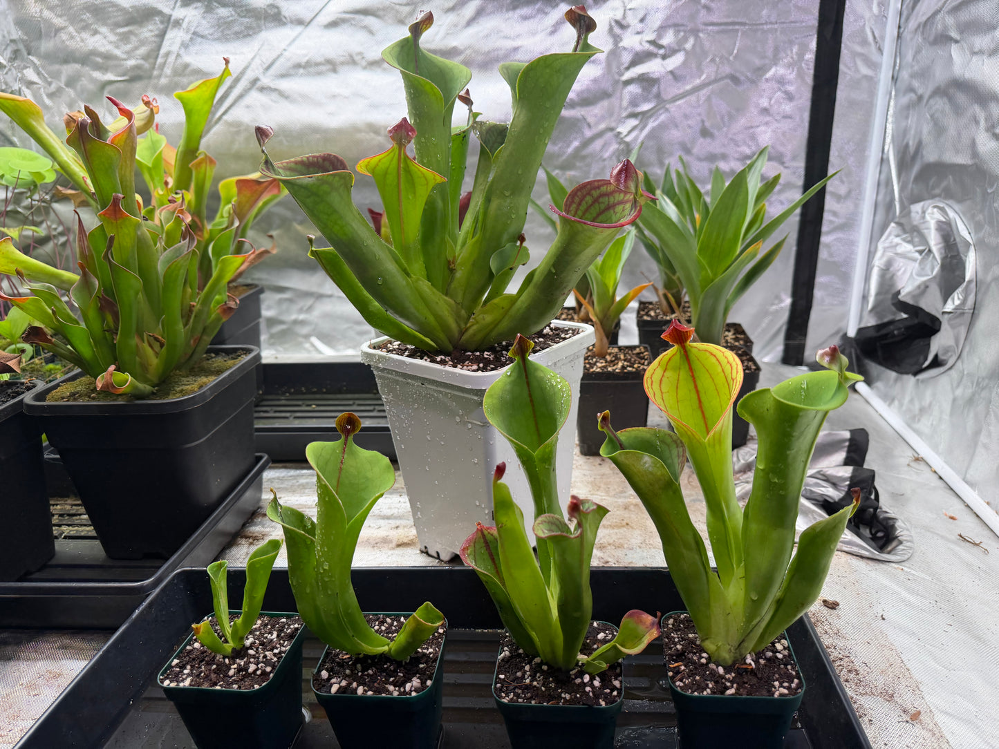Heliamphora macdonaldae