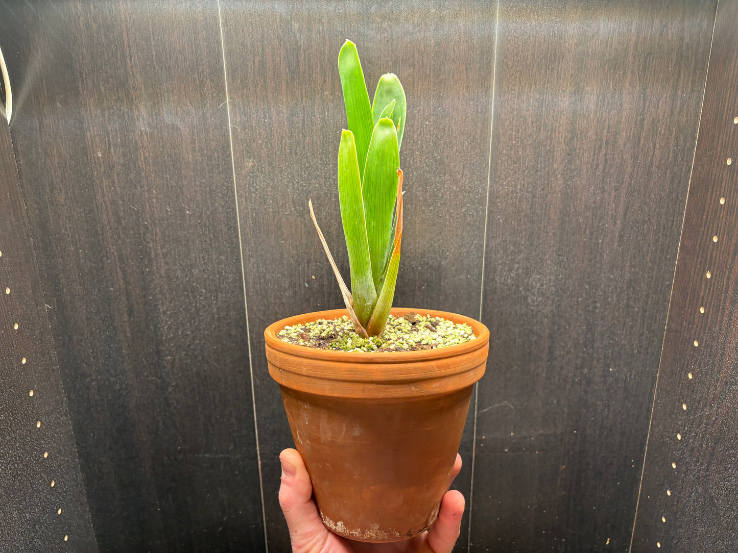 Brocchinia steyermarkii