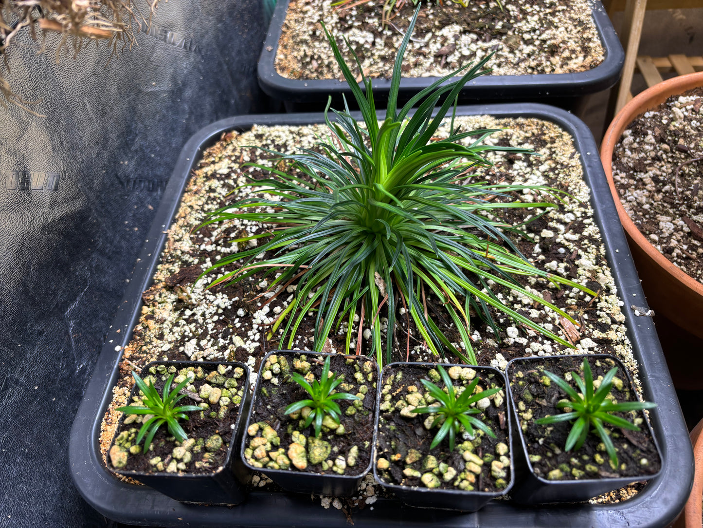 Stylidium graminifolium