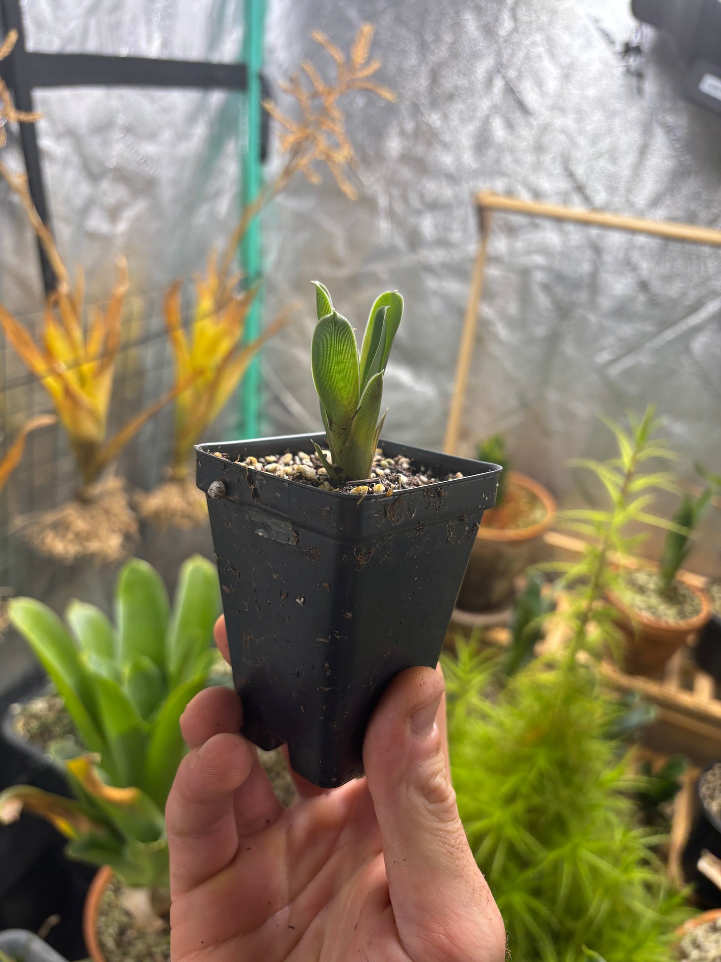 Brocchinia reducta