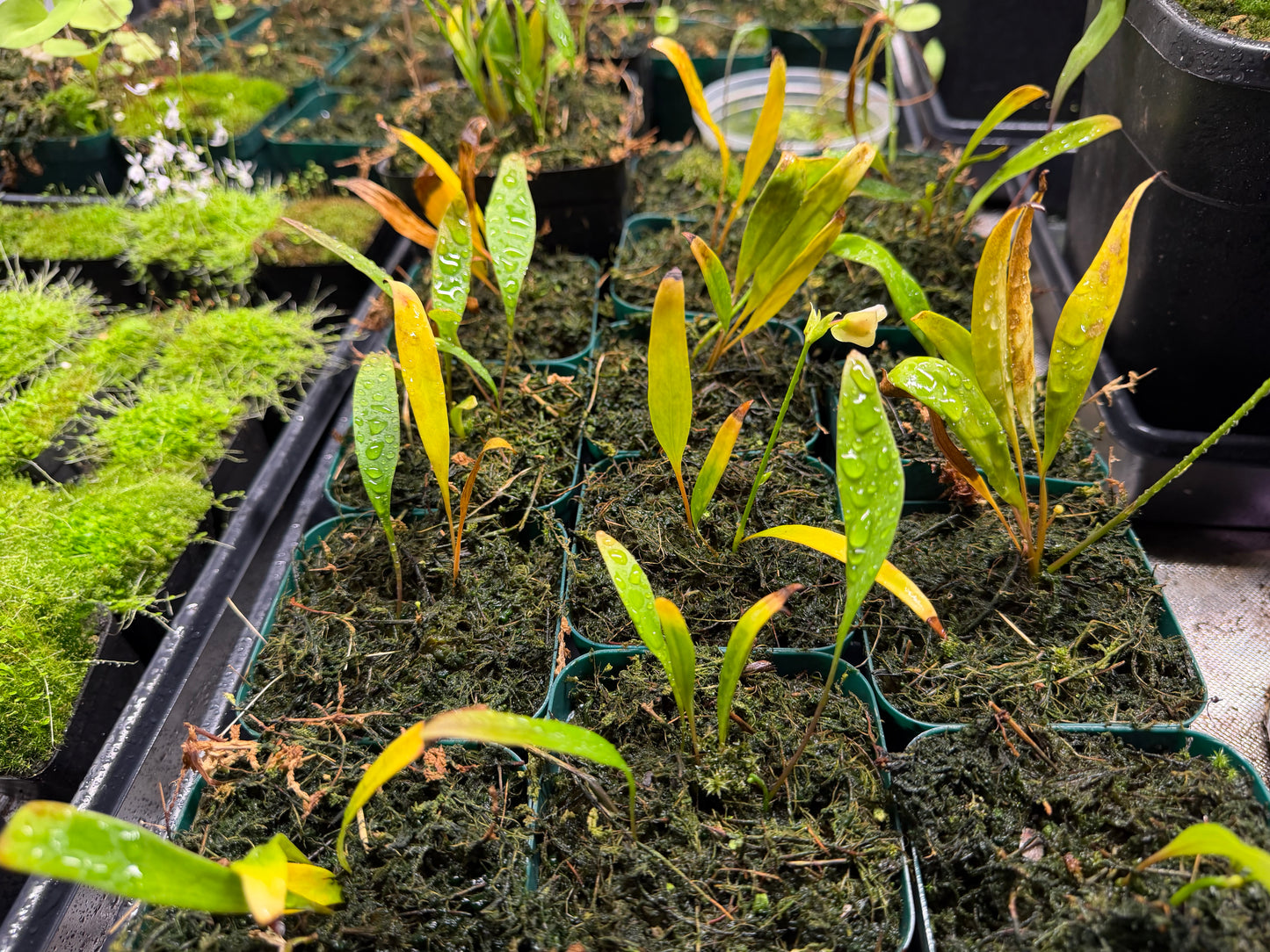 Utricularia jitka