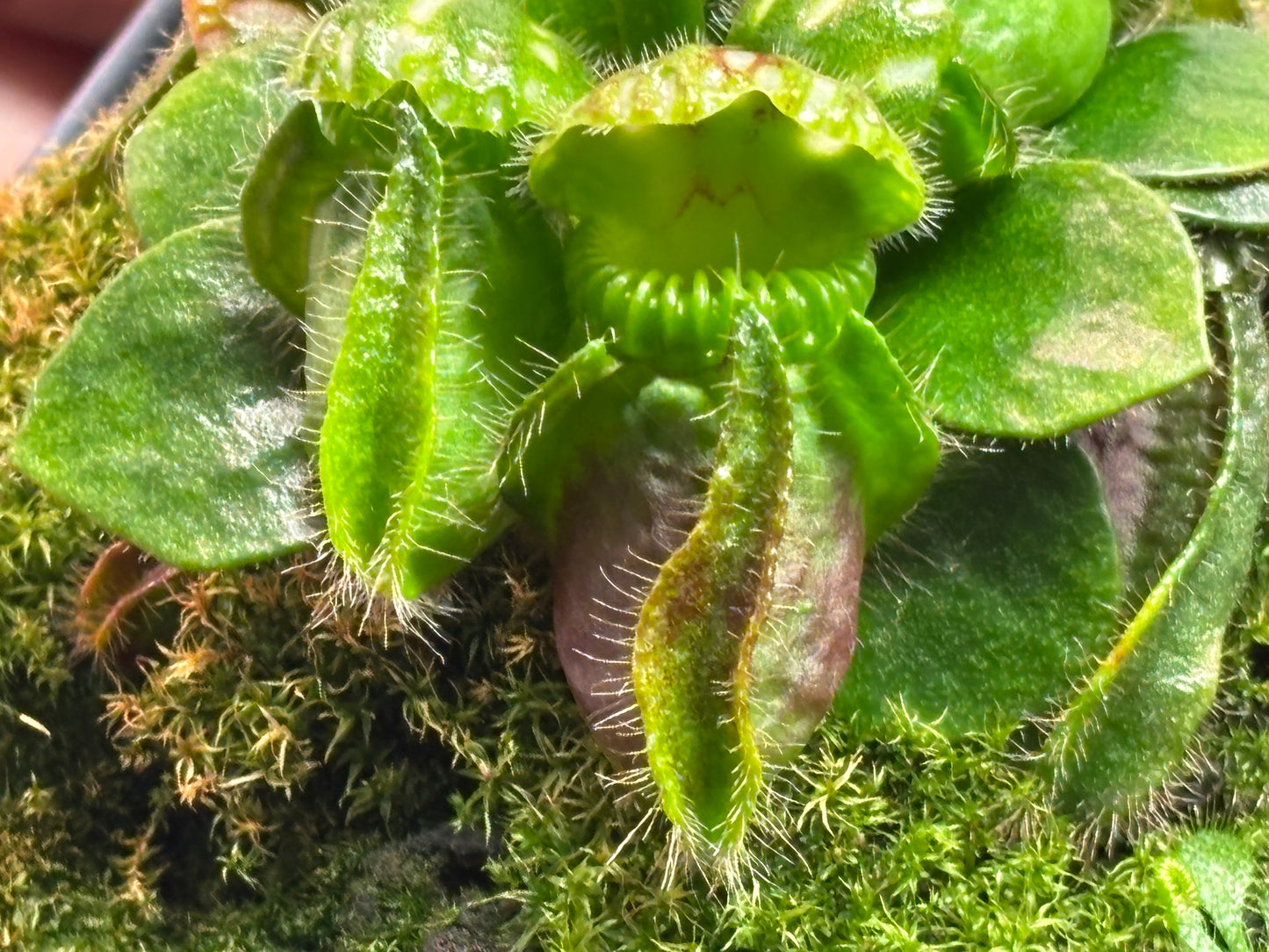 Cephalotus follicularis