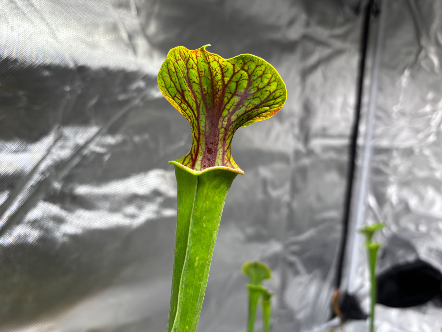 Sarracenia flava x cuprea