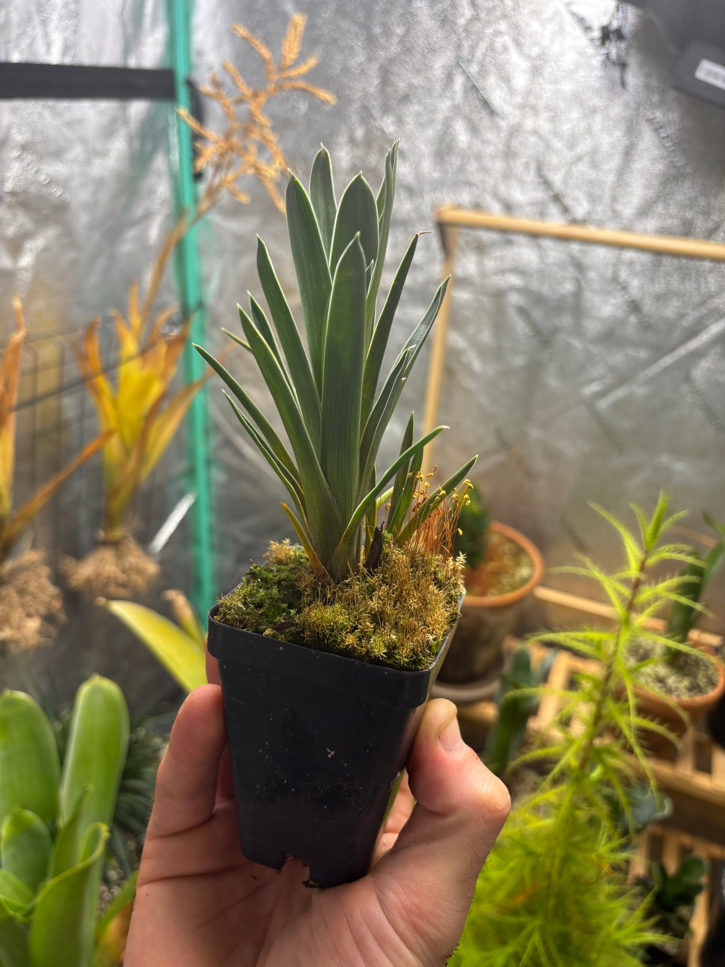 Brocchinia reducta