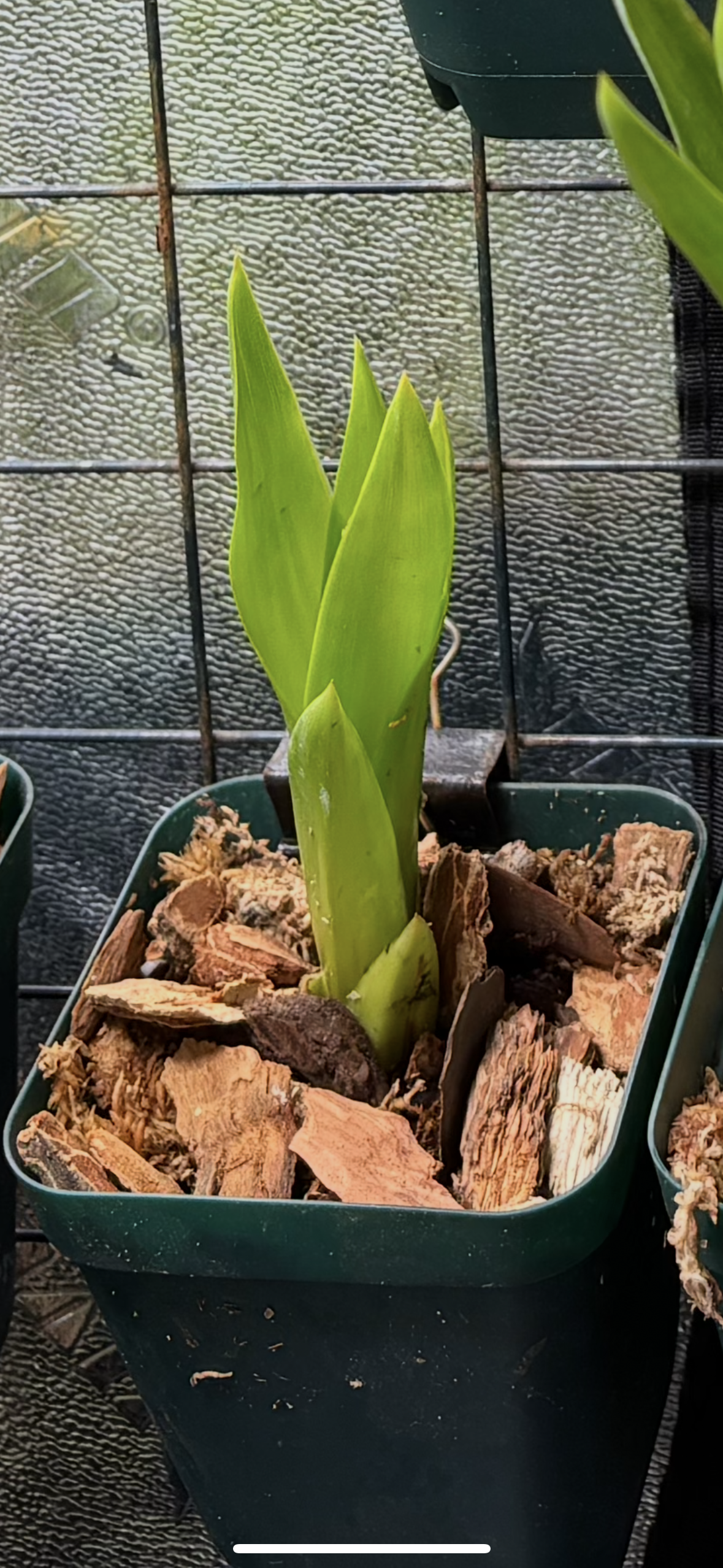 Catopsis berteroniana