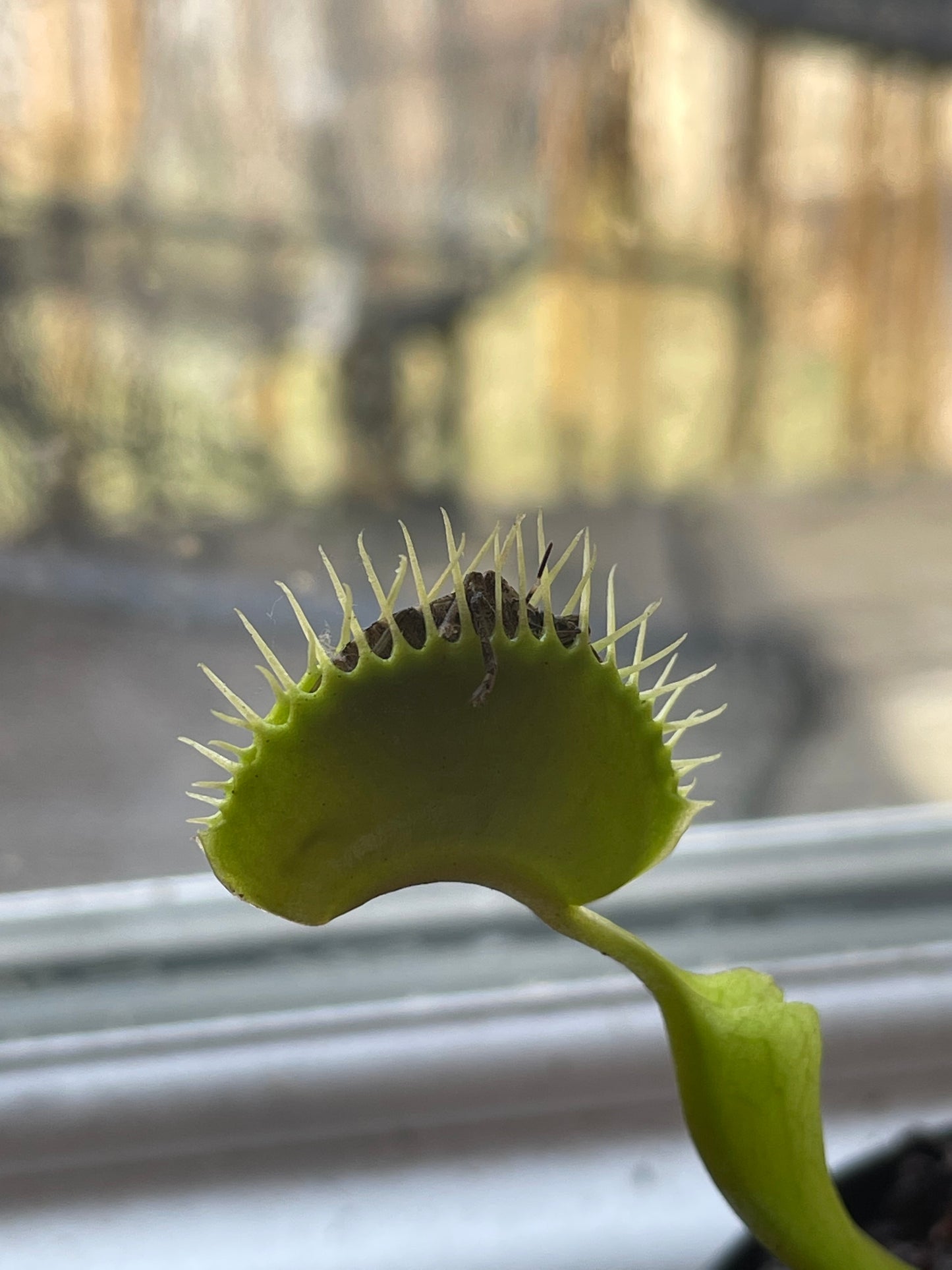 Dionea muscipula - Venus Flytrap