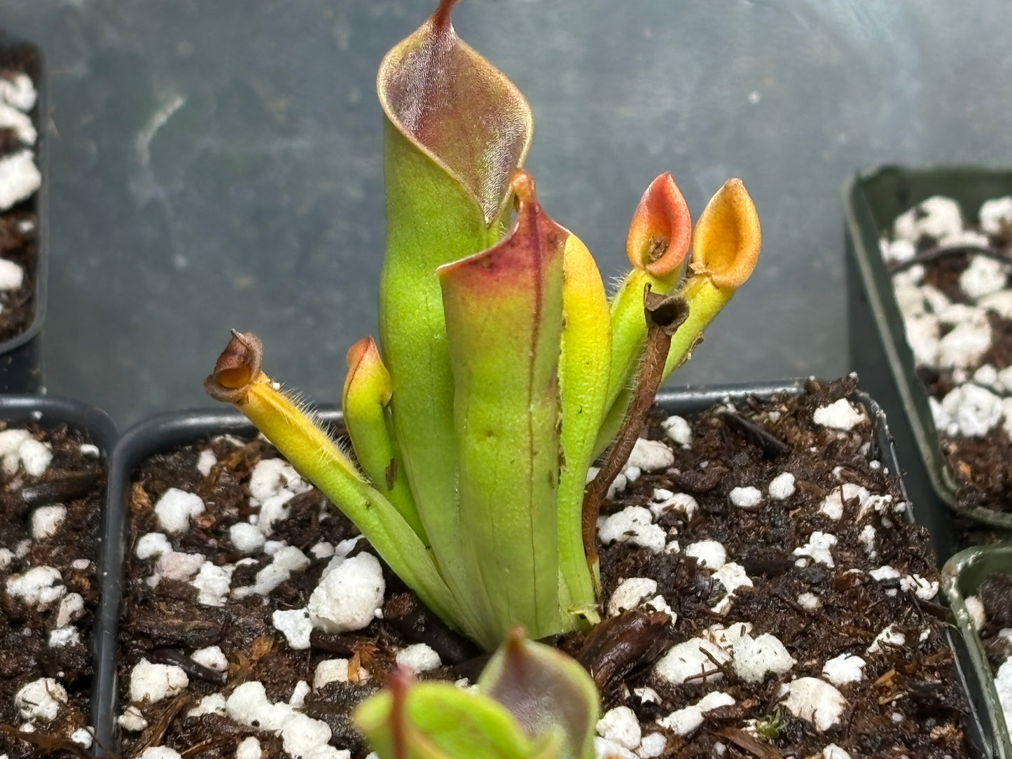 Heliamphora minor