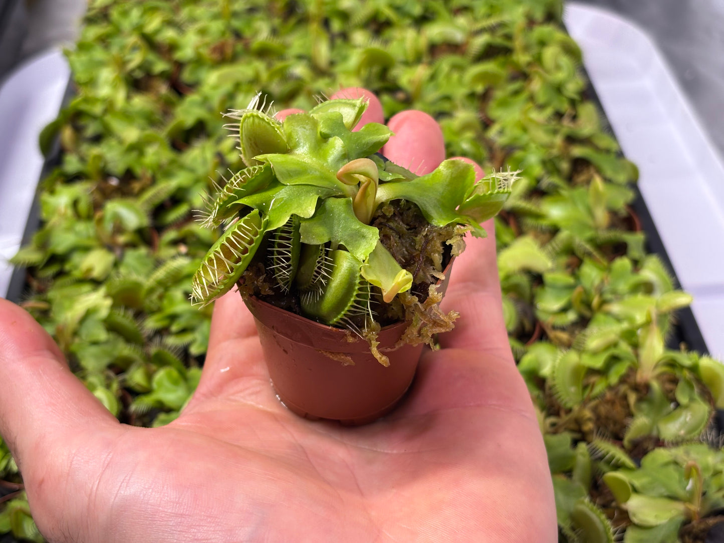 Dionea muscipula - Venus Flytrap