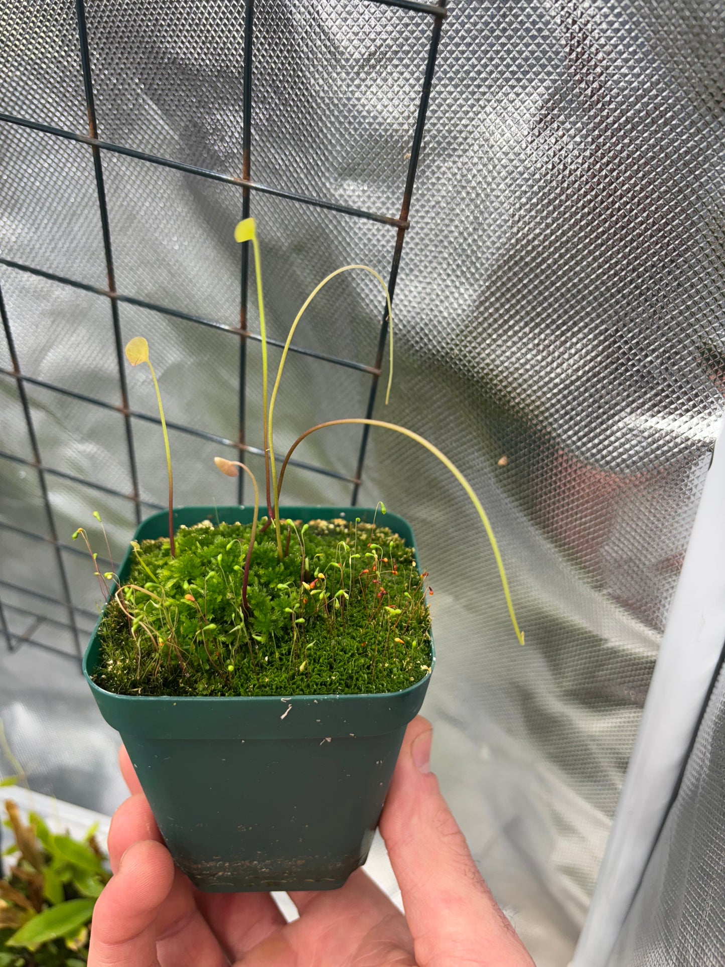 Utricularia nelumbifolia