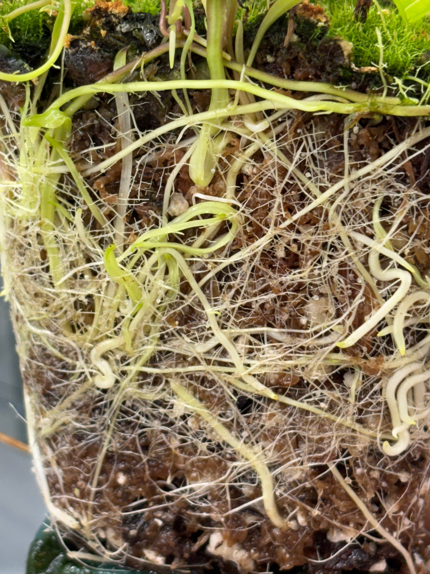 Utricularia longifolia