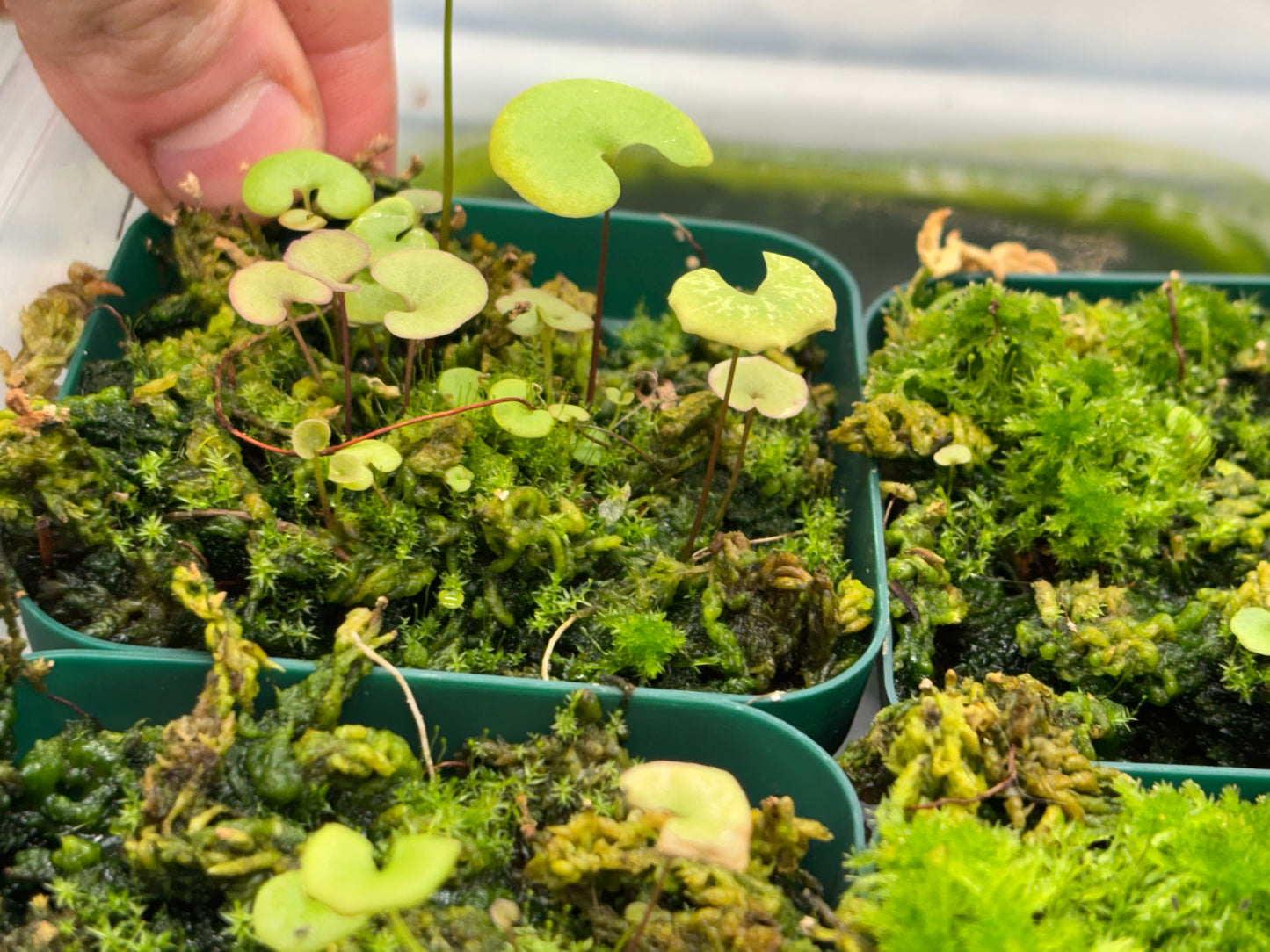 Utricularia reniformis