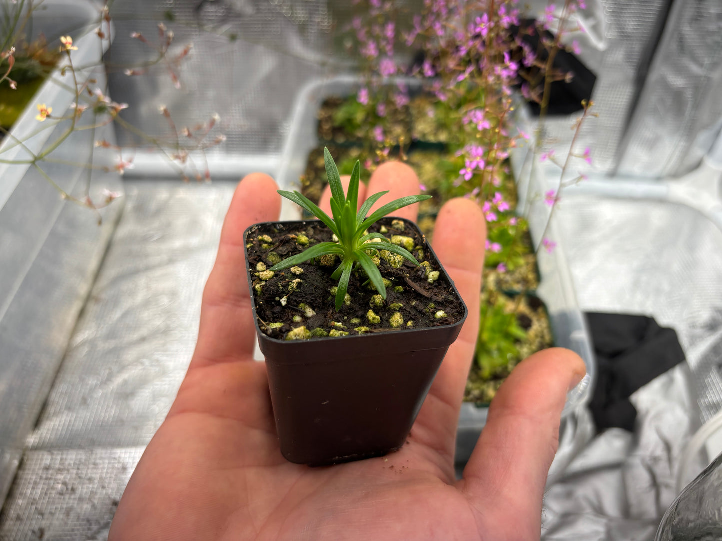 Stylidium graminifolium