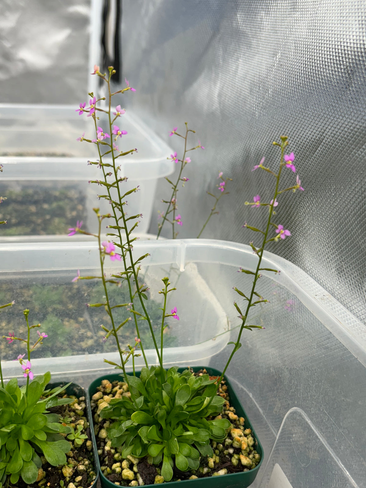 Stylidium debile