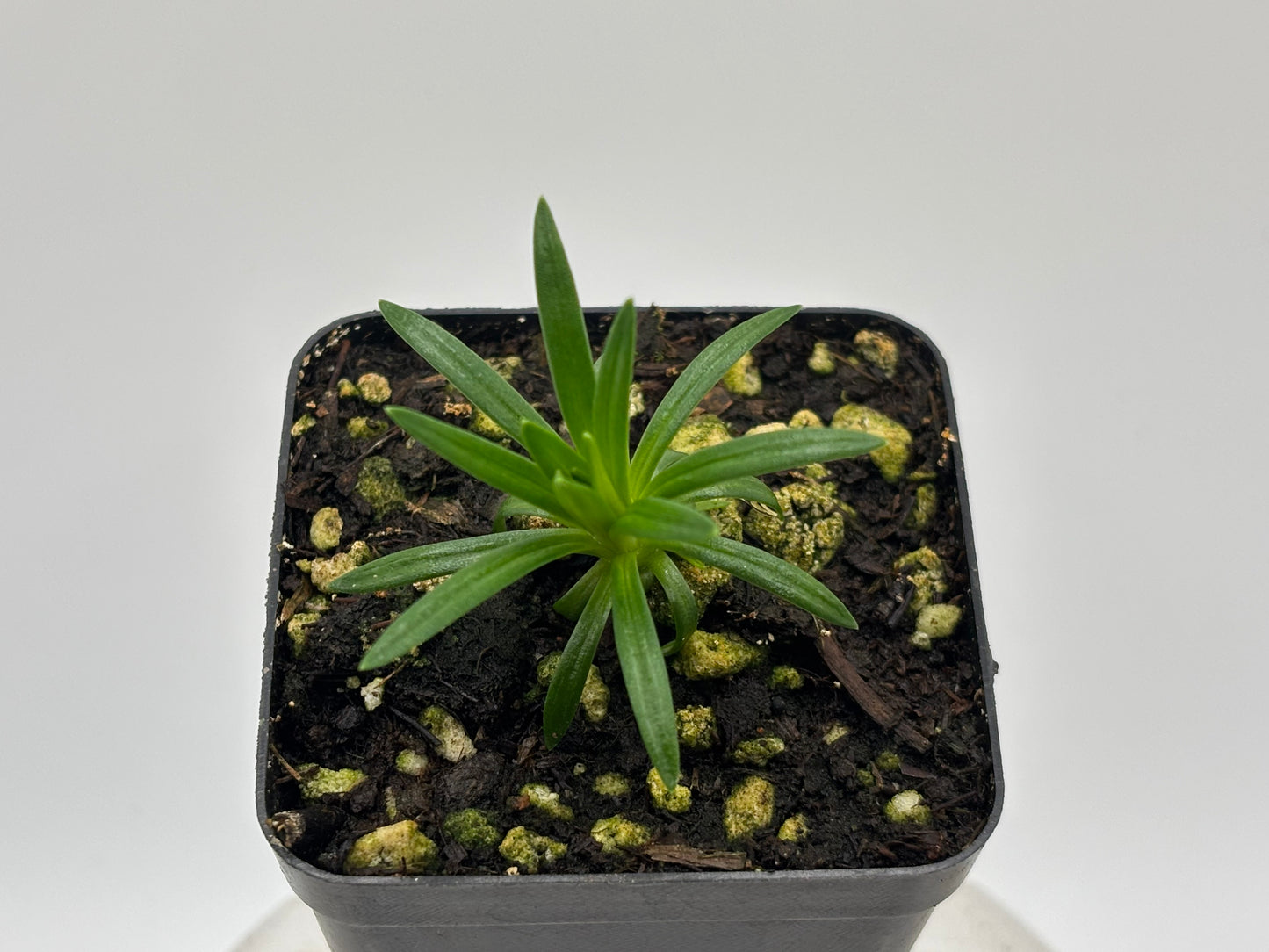 Stylidium graminifolium