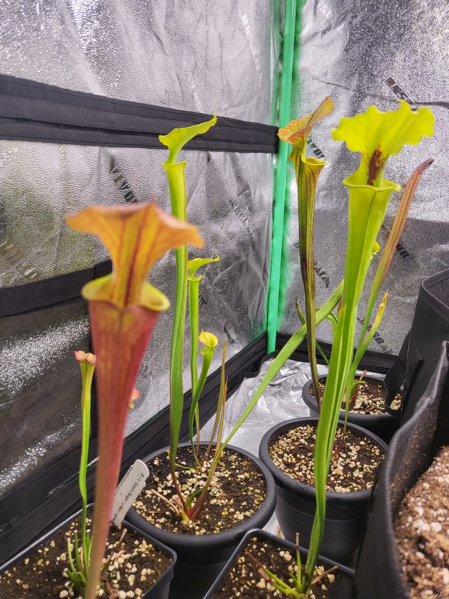 Sarracenia flava