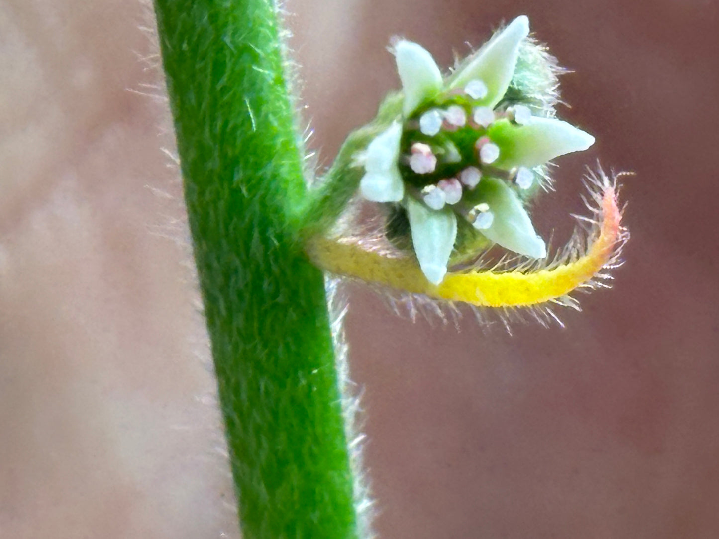 Cephalotus follicularis