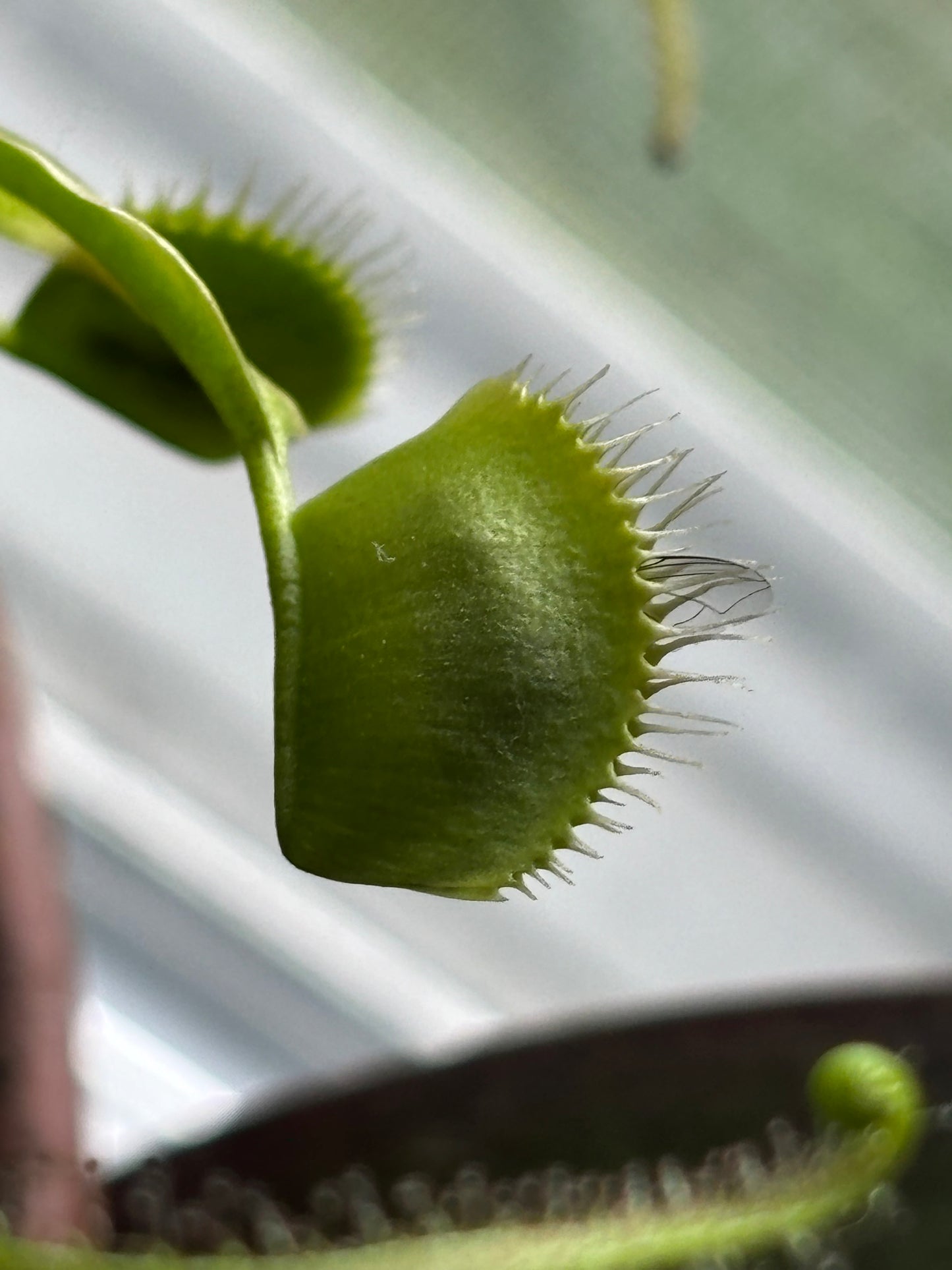 Dionea muscipula - Venus Flytrap