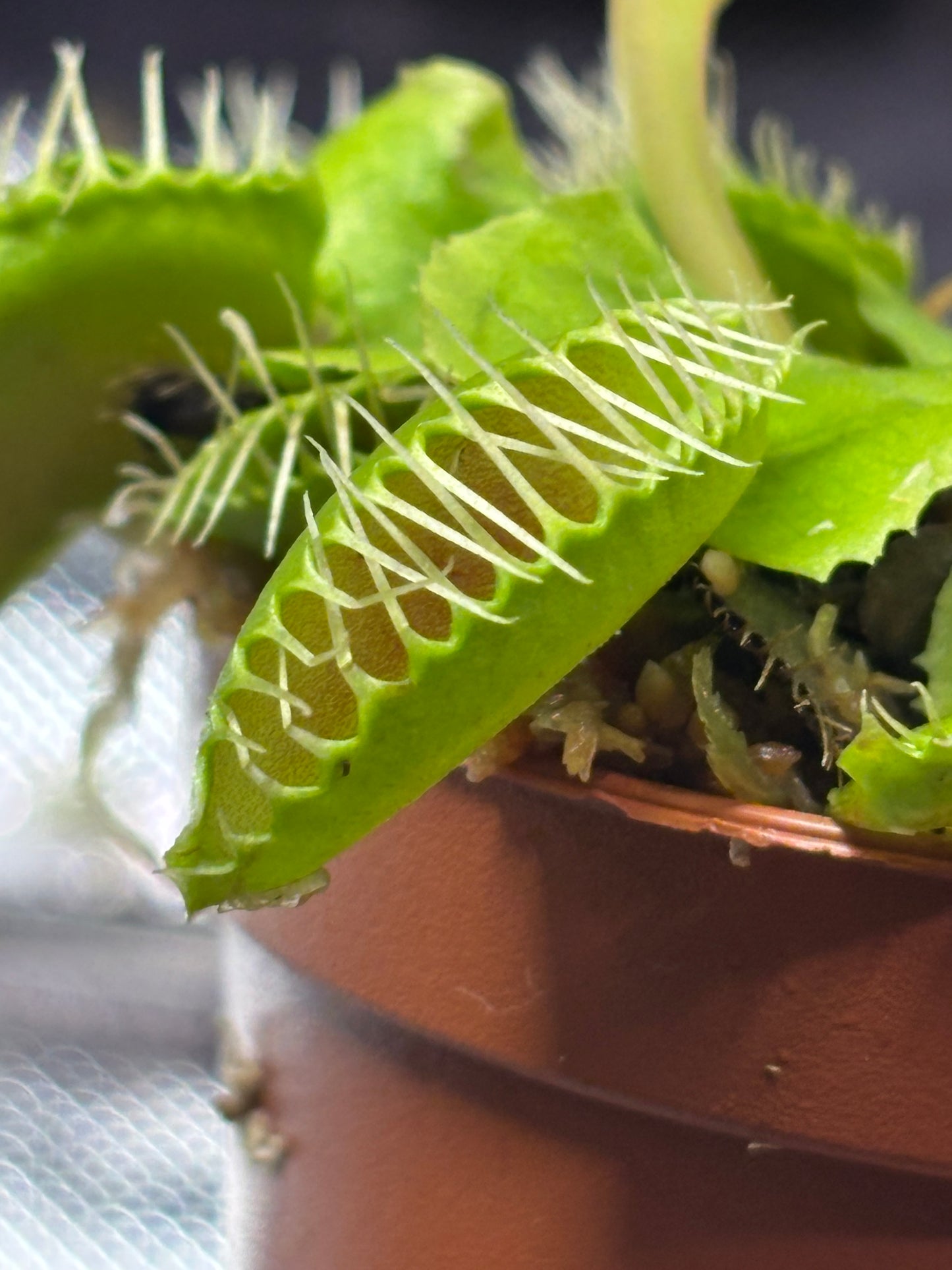 Dionea muscipula - Venus Flytrap