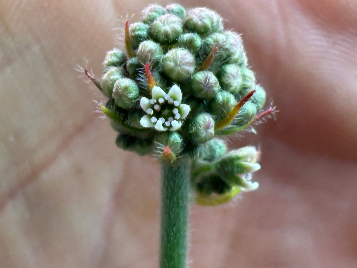 Cephalotus follicularis