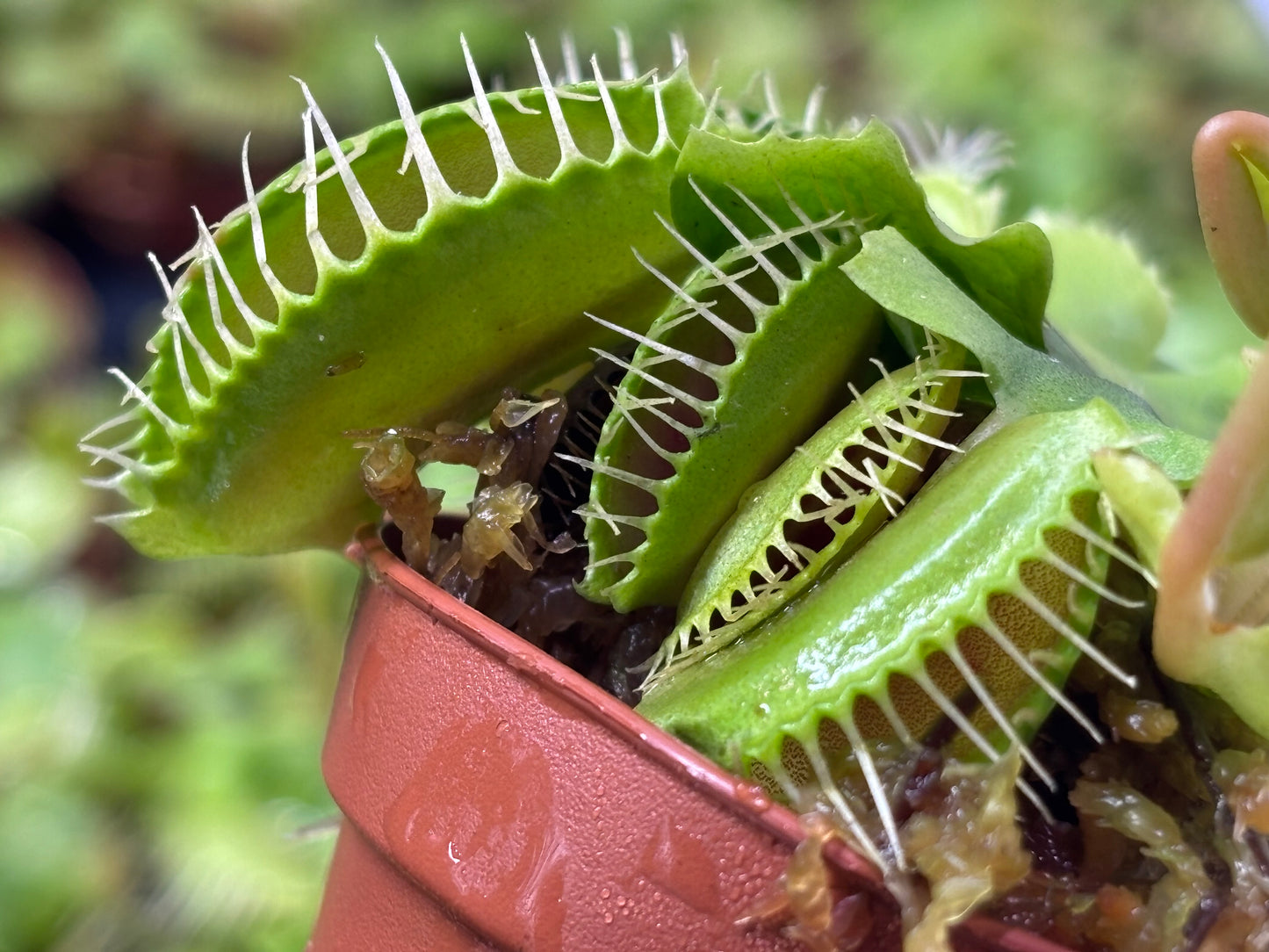 Dionea muscipula - Venus Flytrap