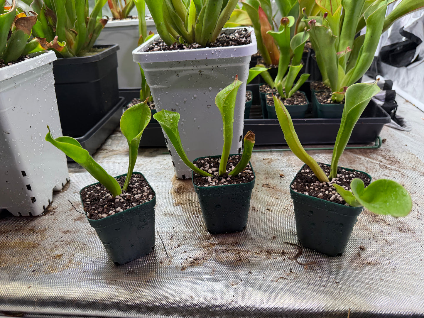 Heliamphora chimantensis (Chimanta Tepui) Clone 03