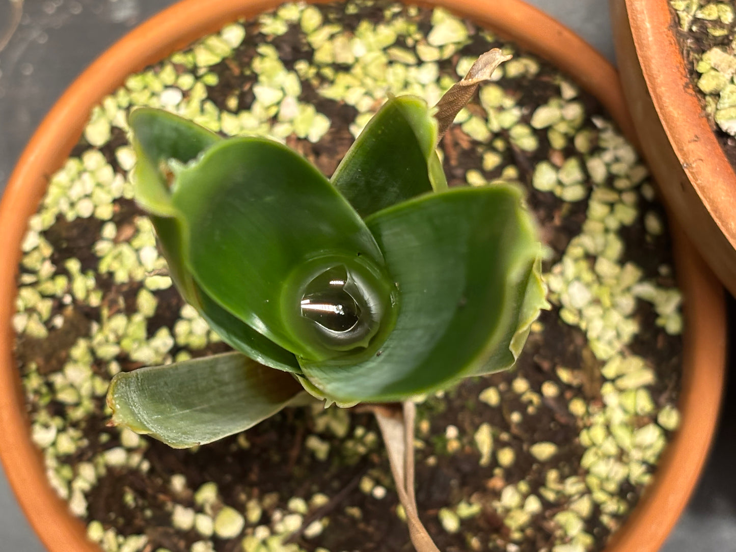Brocchinia steyermarkii