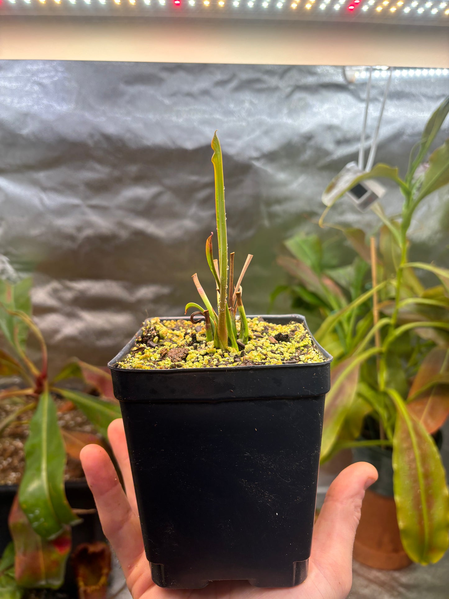 Sarracenia flava var. rugelii