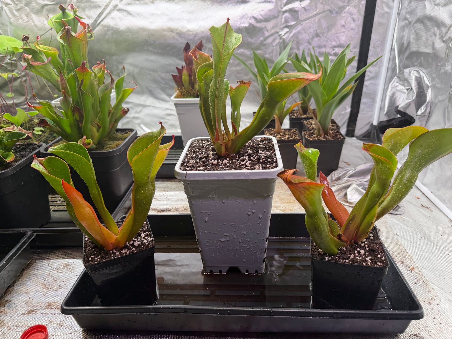 Heliamphora ionasi