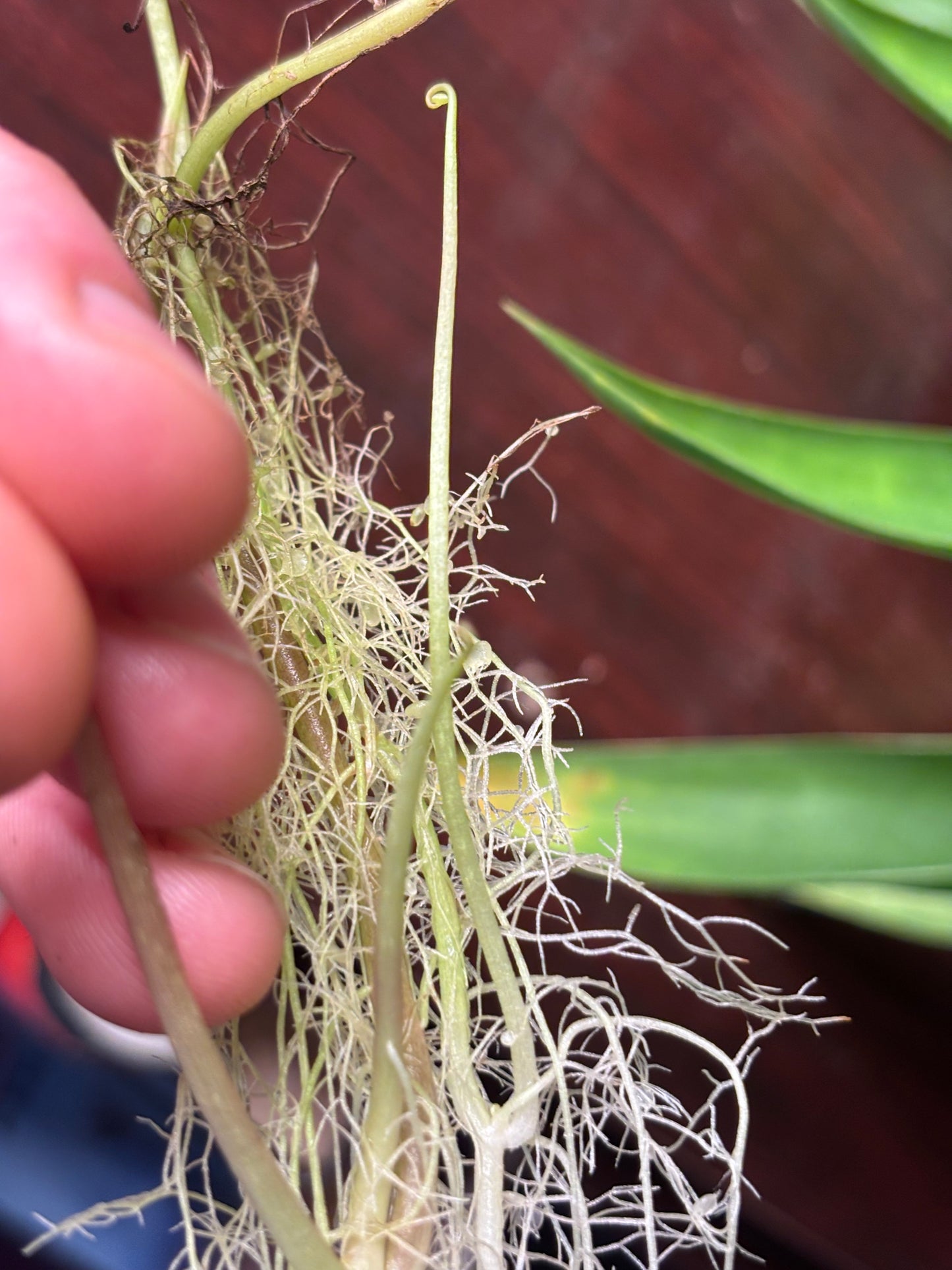 Utricularia nelumbifolia