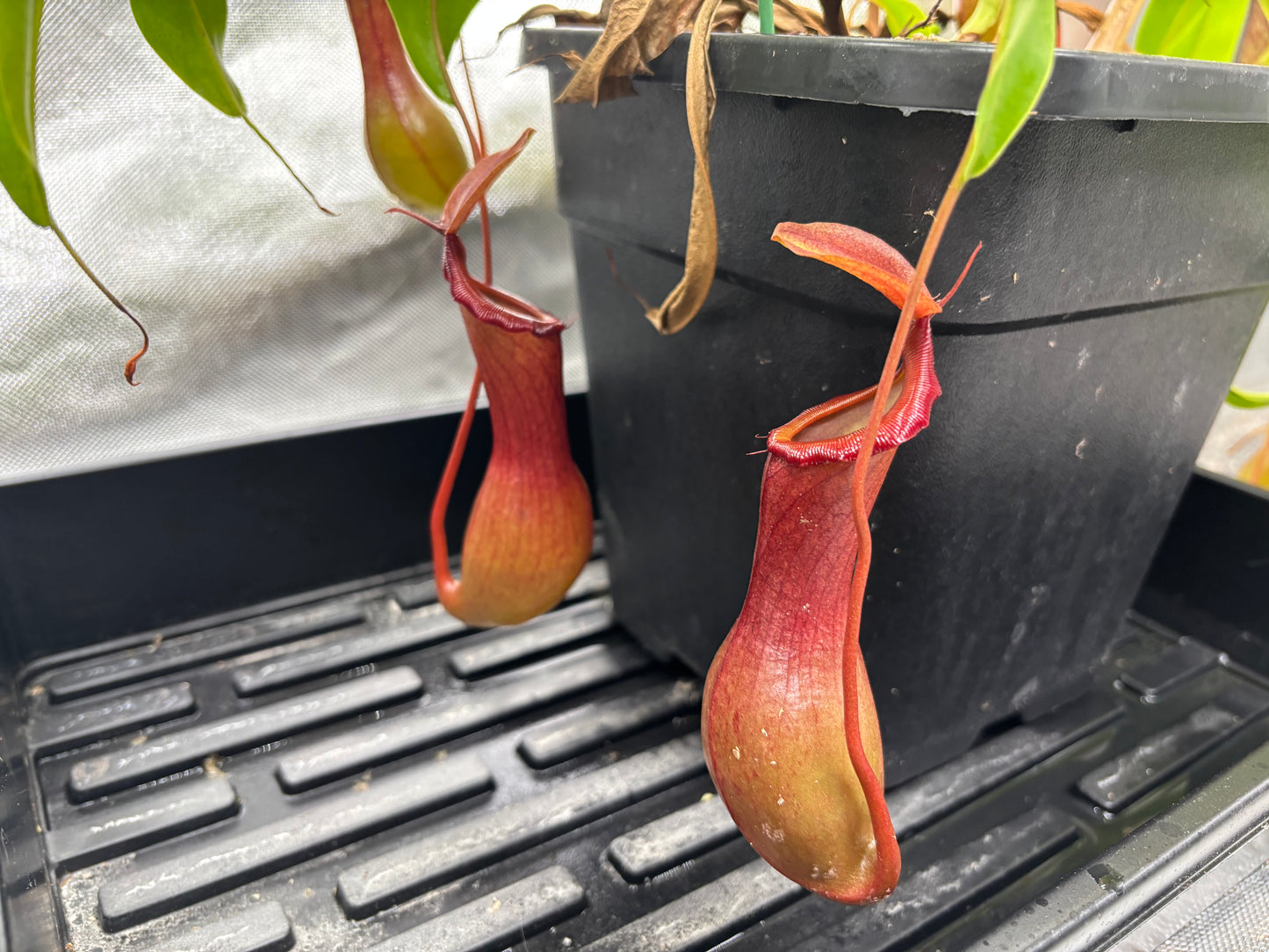 Nepenthes ventrata