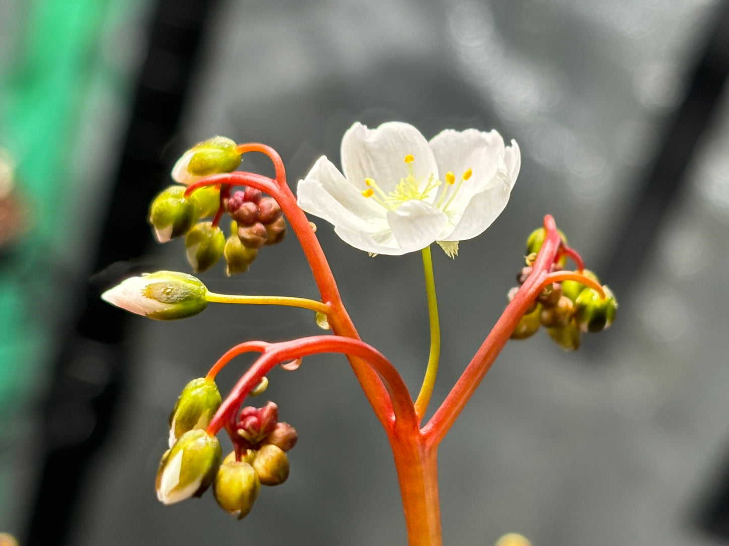 Drosera binata var. Marston Dragon