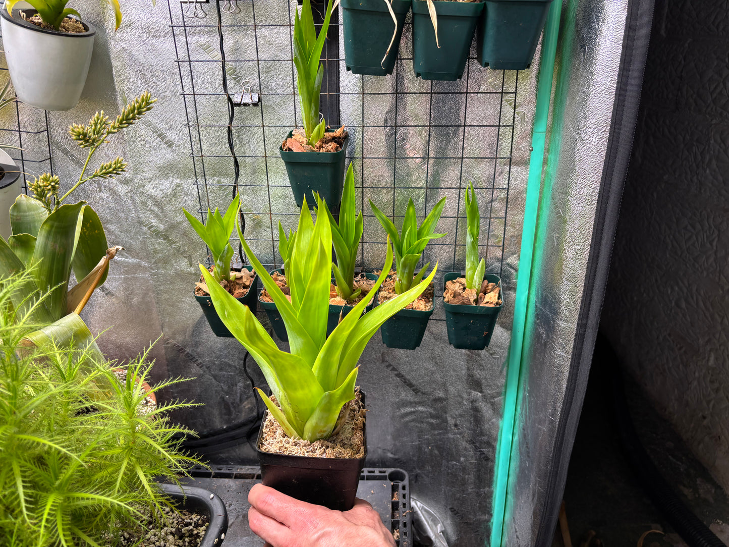 Catopsis berteroniana