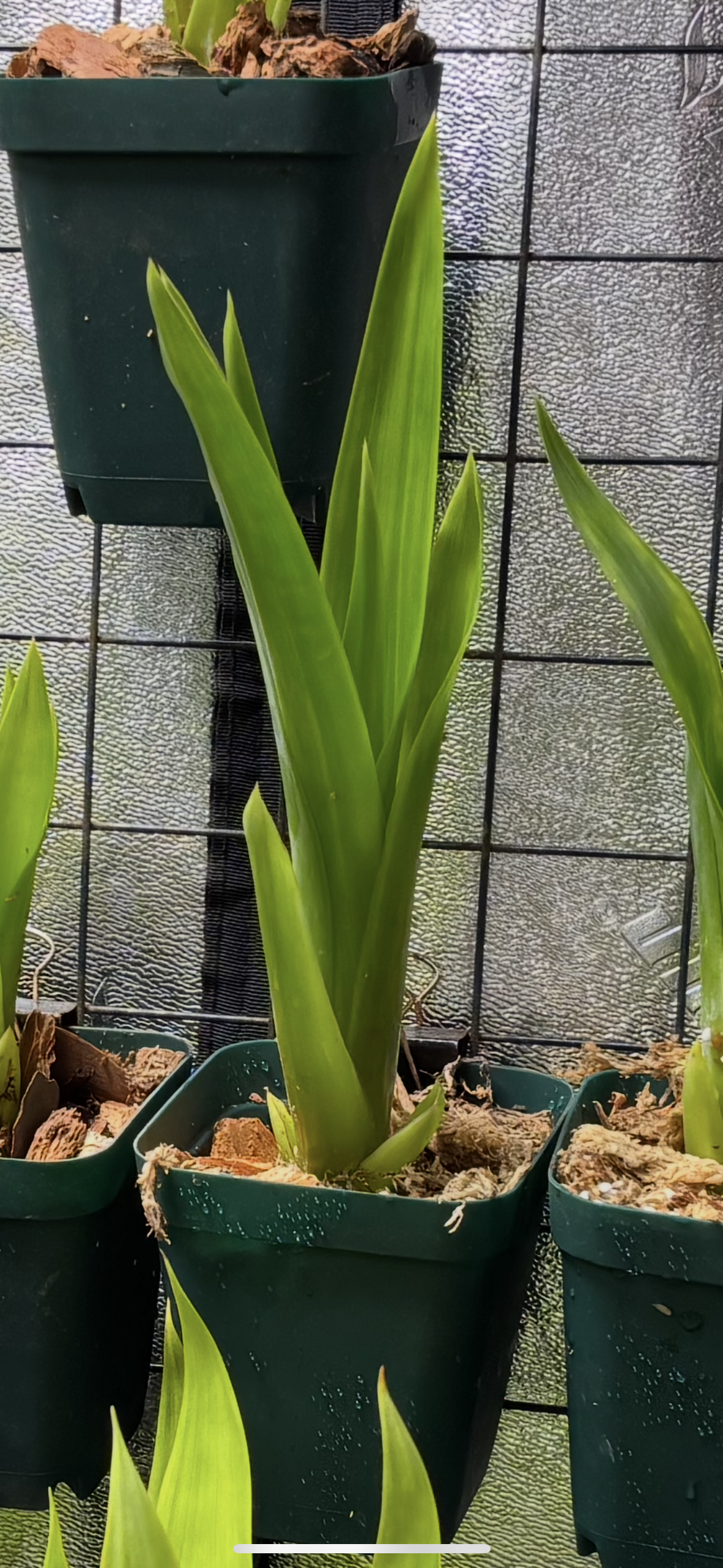 Catopsis berteroniana