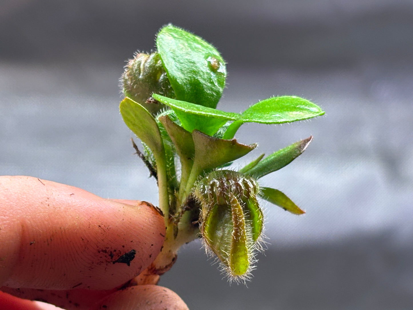 Cephalotus follicularis