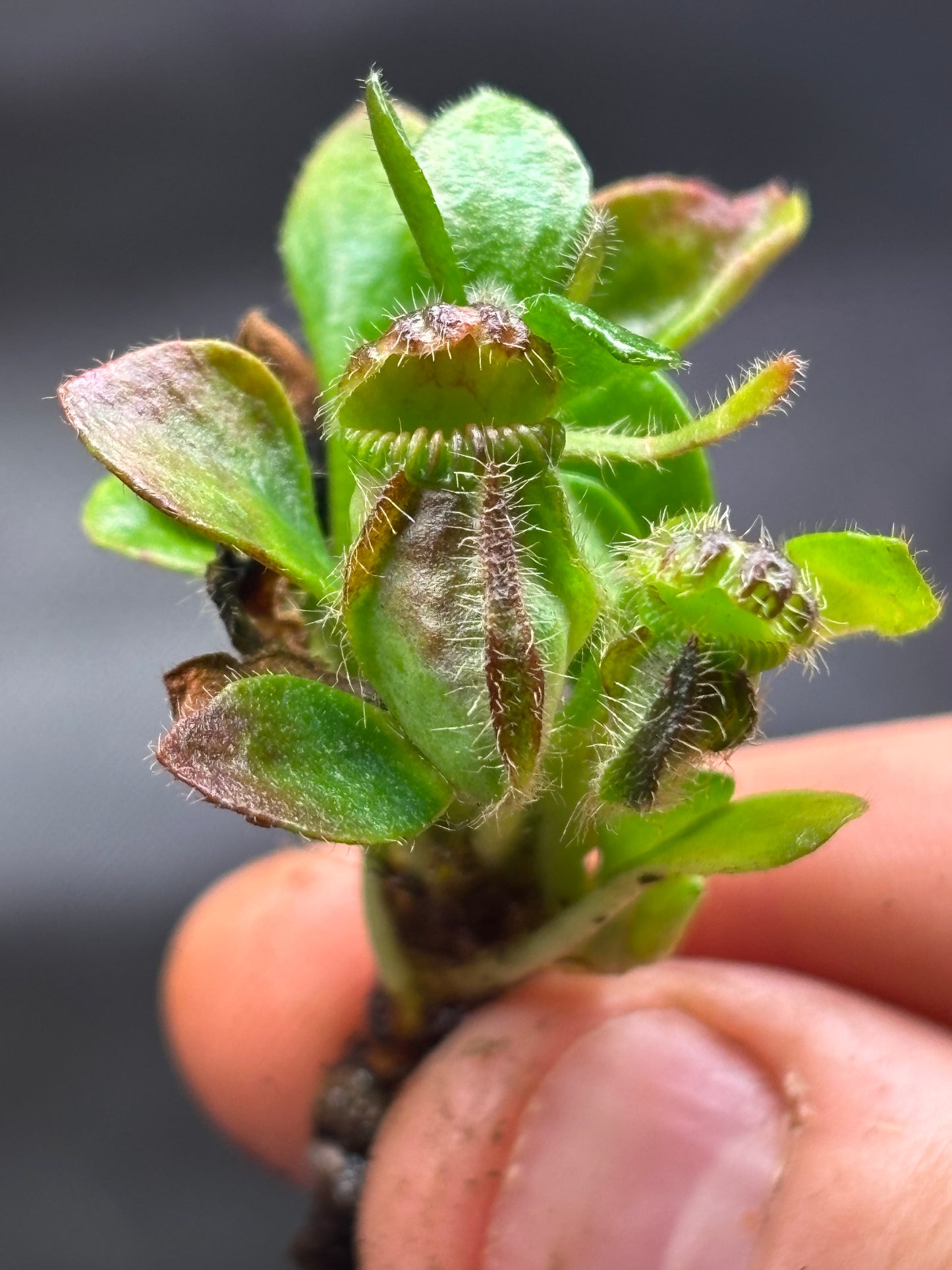 Cephalotus follicularis