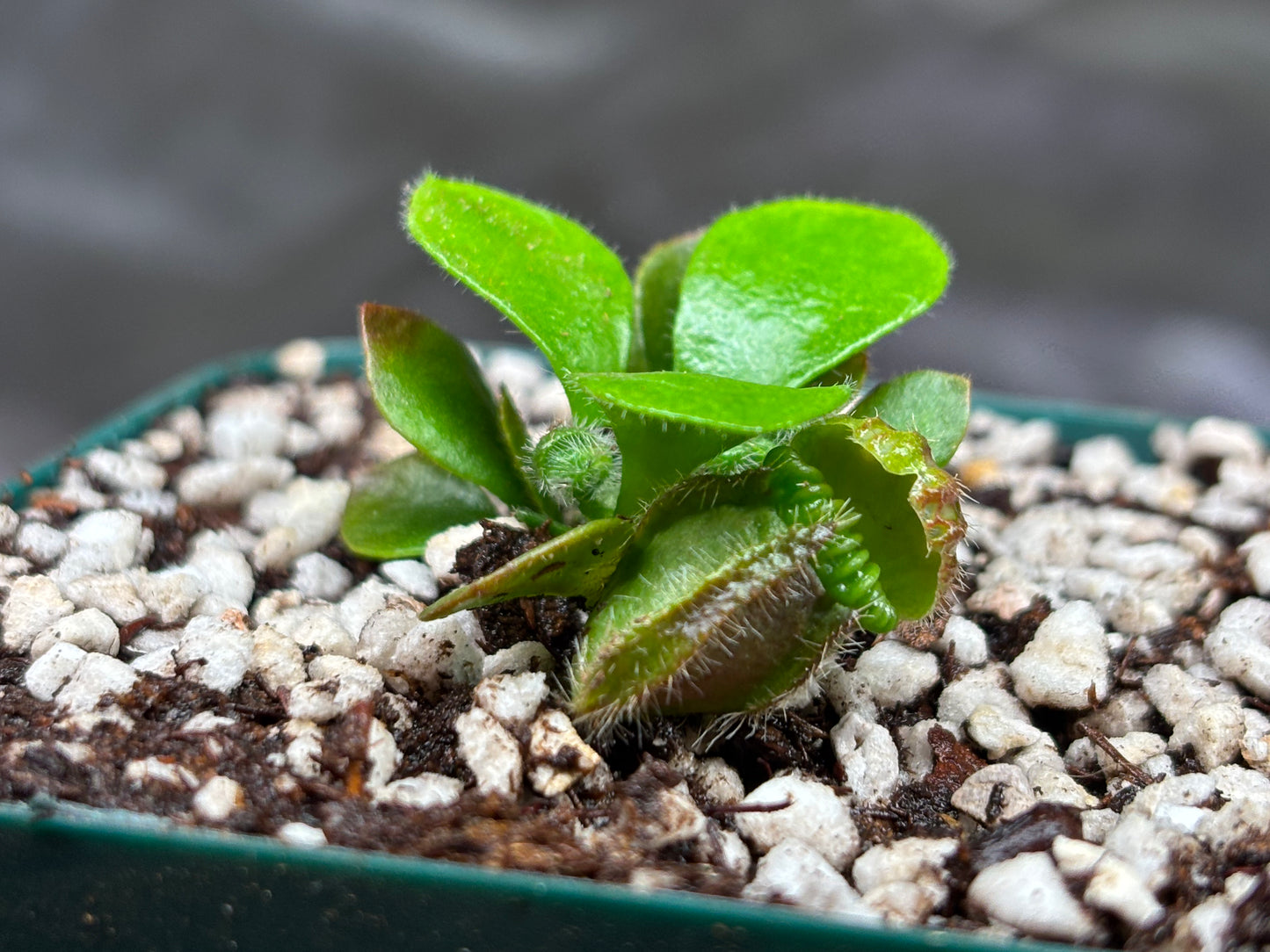 Cephalotus follicularis