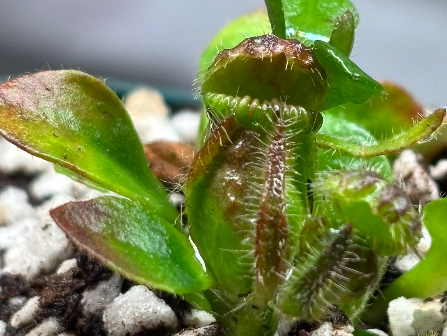 Cephalotus follicularis