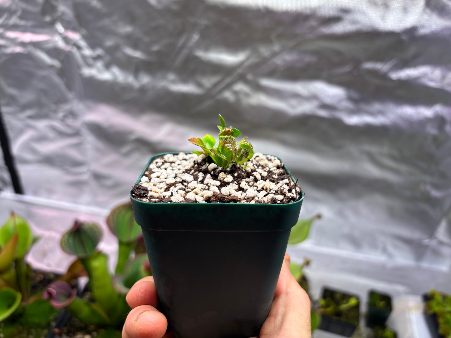 Cephalotus follicularis