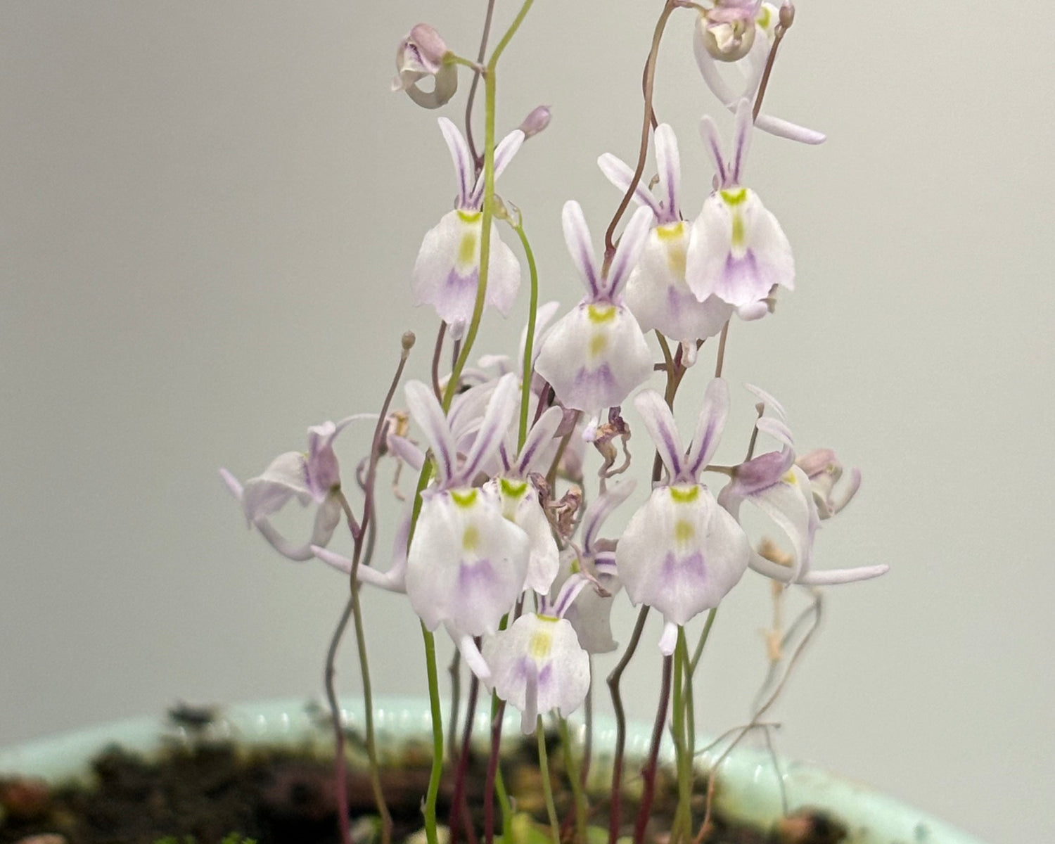 Utricularia (Bladderworts)