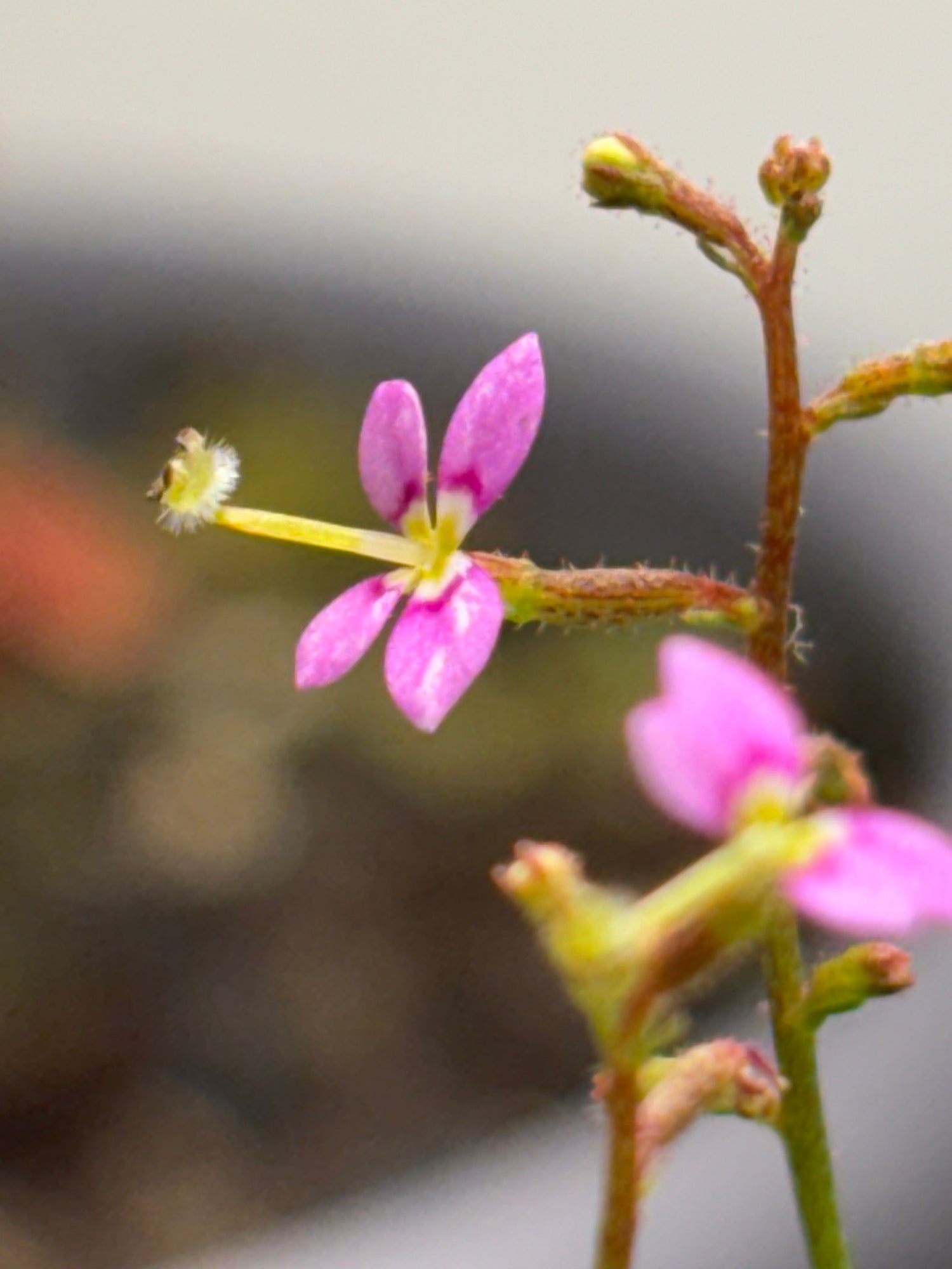 Stylidium (Trigger-plants)