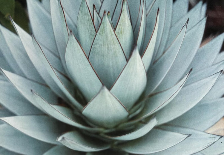 Rare and Exclusive Plants