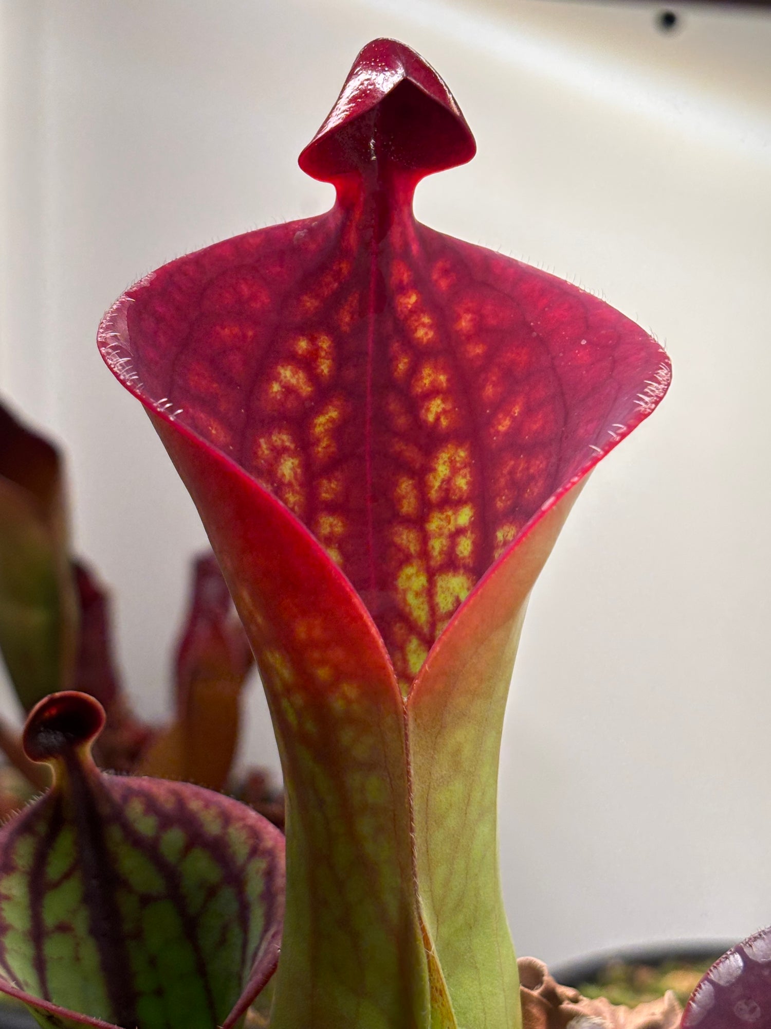 Heliamphora (Sunpitchers)