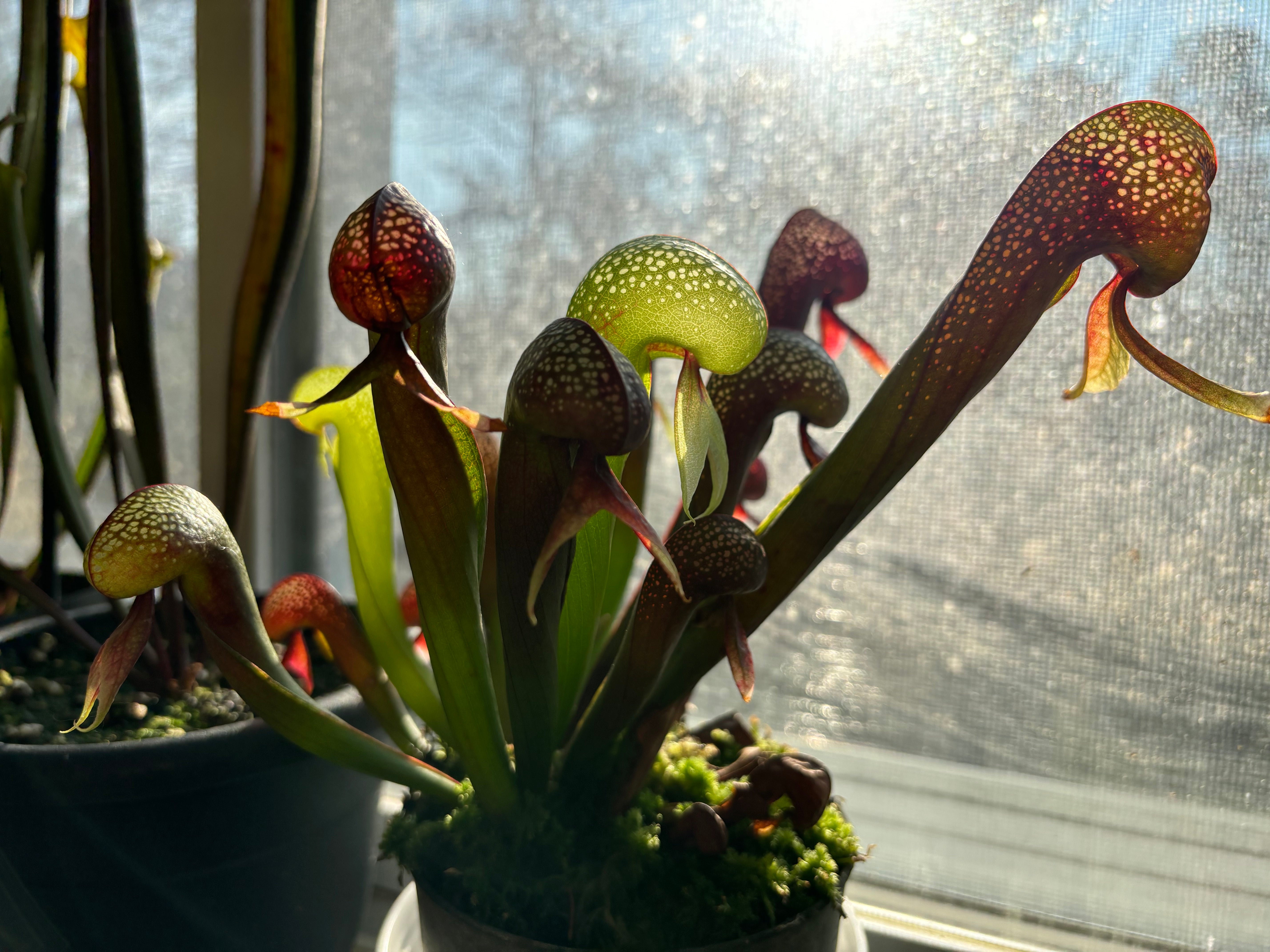 Darlingtonia californica – Flora Horrors