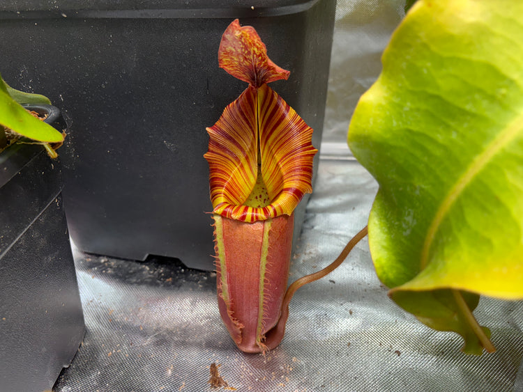 Deb Pitcher Nepenthes (Tropical Pitcher Plants) – Flora Horrors
