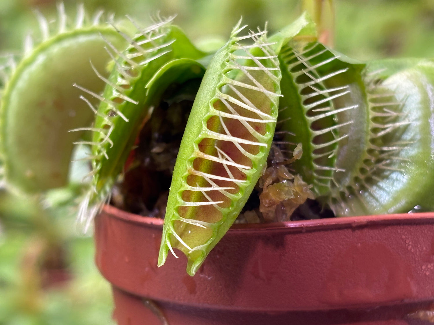 Dionea muscipula (Venus Flytraps)