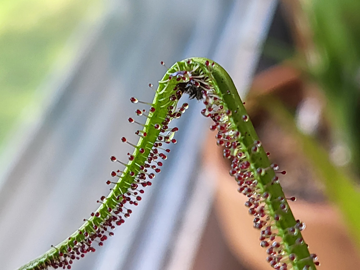 Drosera (Sundews)