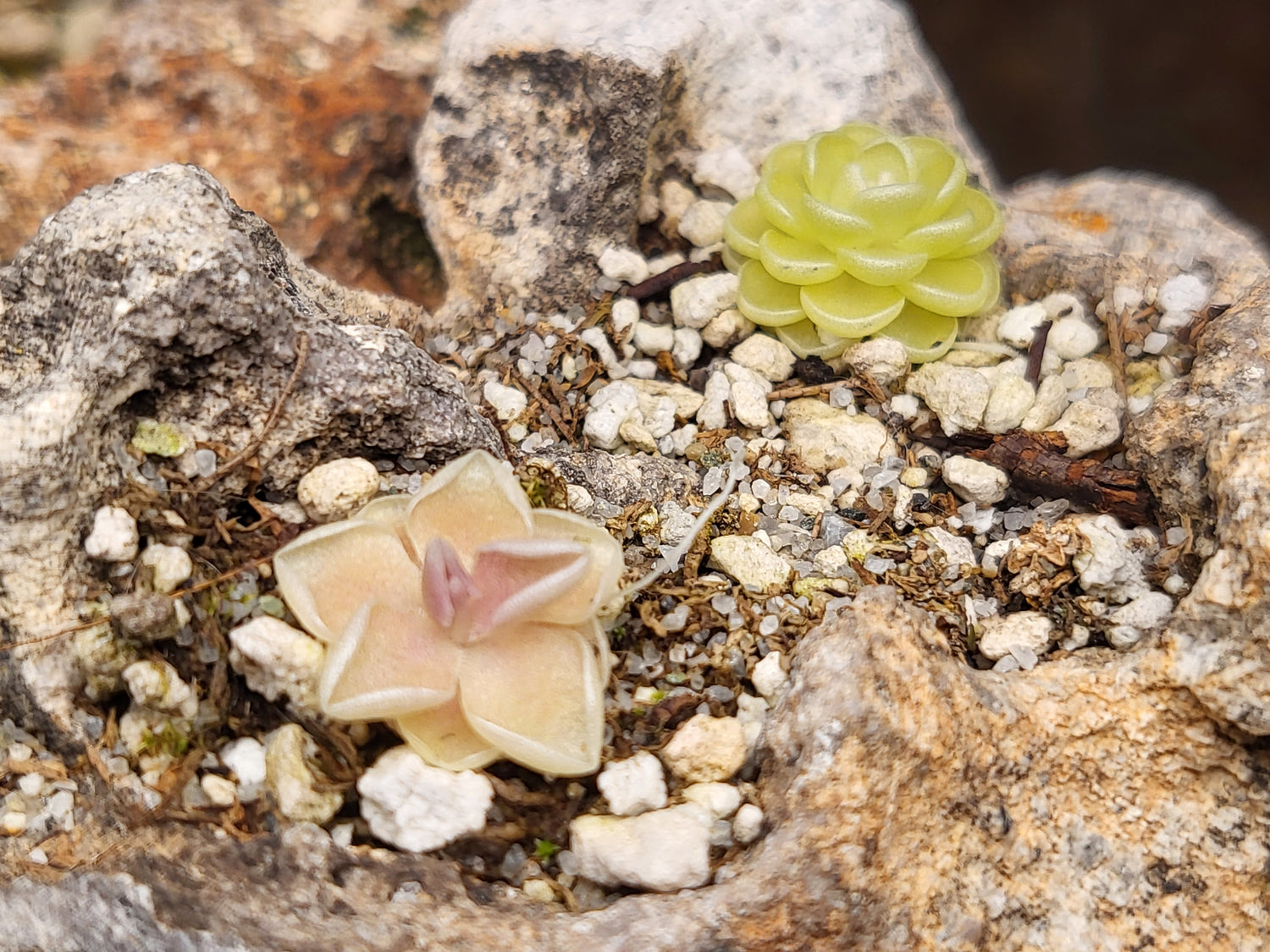 Pinguicula (Butterworts)